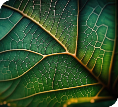 gros-plan-nature-feuille-verte-feuille-tropicale-macro-vision