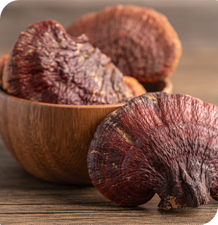 c92386f87ae84ce721148f7cf049bb63 champignon reishi